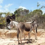Justiça proíbe abate de jumentos na BA por risco de extinção Justiça proíbe abate de jumentos na BA por risco de extinção