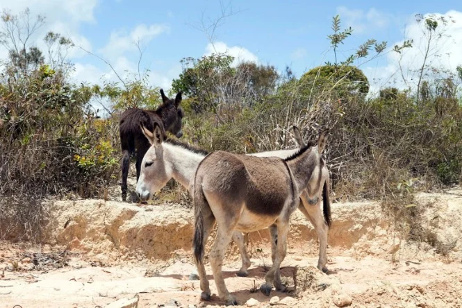 Justiça proíbe abate de jumentos na BA por risco de extinção