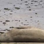 Laudo revela morte brutal do elefante-marinho Leôncio