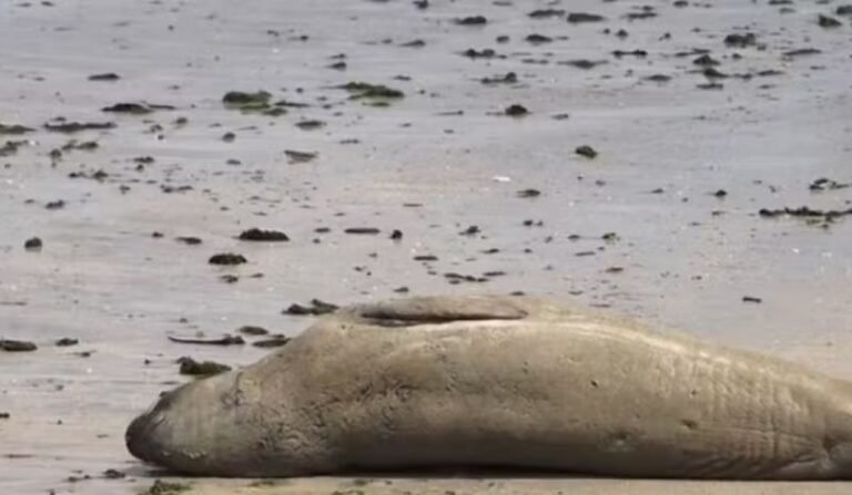 Elefante-marinho 'Leôncio' foi morto com golpes e mutilação, aponta laudo