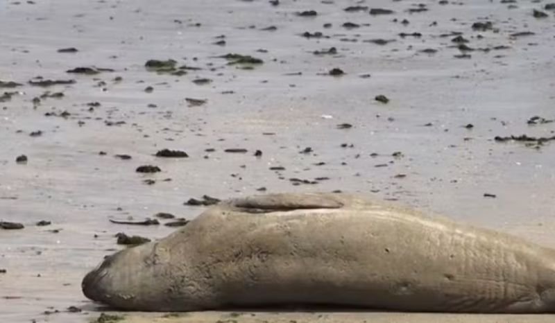 Elefante-marinho 'Leôncio' foi morto com golpes e mutilação, aponta laudo