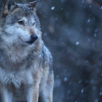 Lobo ataca mulher em Hamburgo e é rapidamente capturado