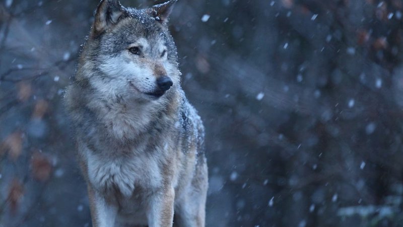 Lobo ataca mulher em Hamburgo e é rapidamente capturado