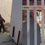 Macaco capturado em SP: moradores revelam mistério das invasões