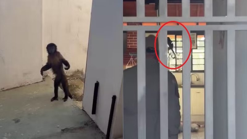 Macaco capturado em SP: moradores revelam mistério das invasões