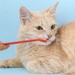 Mau hálito em pets: 7 causas e soluções eficazes