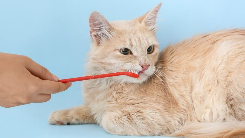 Mau hálito em pets: 7 causas e soluções eficazes