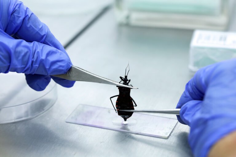 Ministério da Saúde investe R$ 12 milhões contra Doença de Chagas