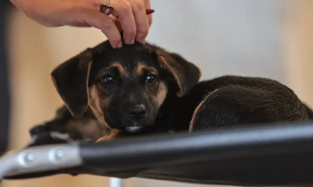 Nova lei estabelece guarda compartilhada de animais de estimação