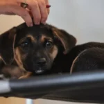 Nova lei estabelece guarda compartilhada de animais de estimação