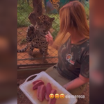 Onça de estimação no AM vive luxos e aprecia picanha gourmet