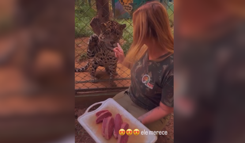onça criada como pet no AM ganha rotina de luxo saboreando picanha