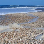 Parque do Albardão: Conservação e Inovação no Litoral Sul do RS Parque do Albardão: Conservação e Inovação no Litoral Sul do RS