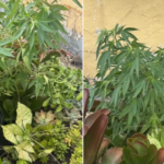 Pé de maconha disfarçado entre plantas é vendido em floricultura