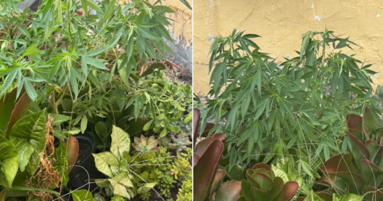 Disfarçado entre plantas, pé de maconha era vendido em floricultura