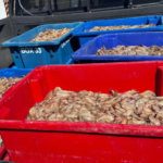 Pescadores detidos por tráfico de 350 kg de camarão rosa ilegal Pescadores detidos por tráfico de 350 kg de camarão rosa ilegal