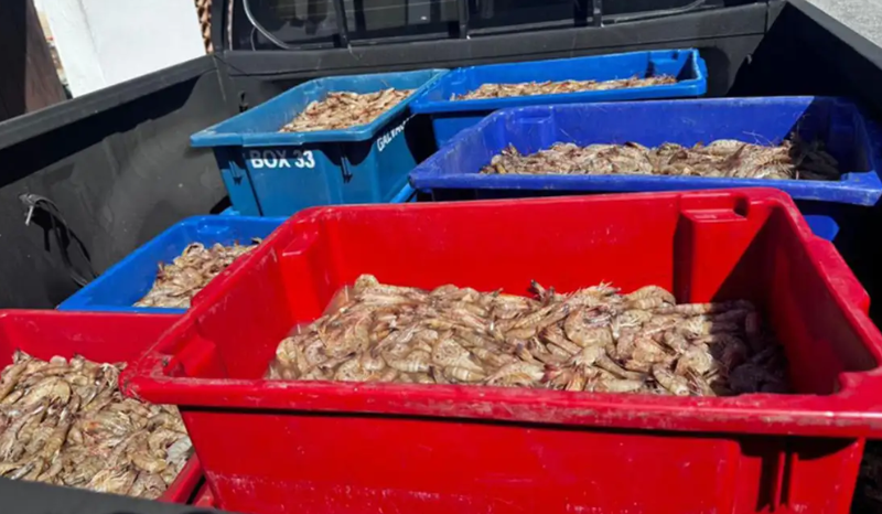 Pescadores são presos com 350 kg de camarão rosa no período do defeso