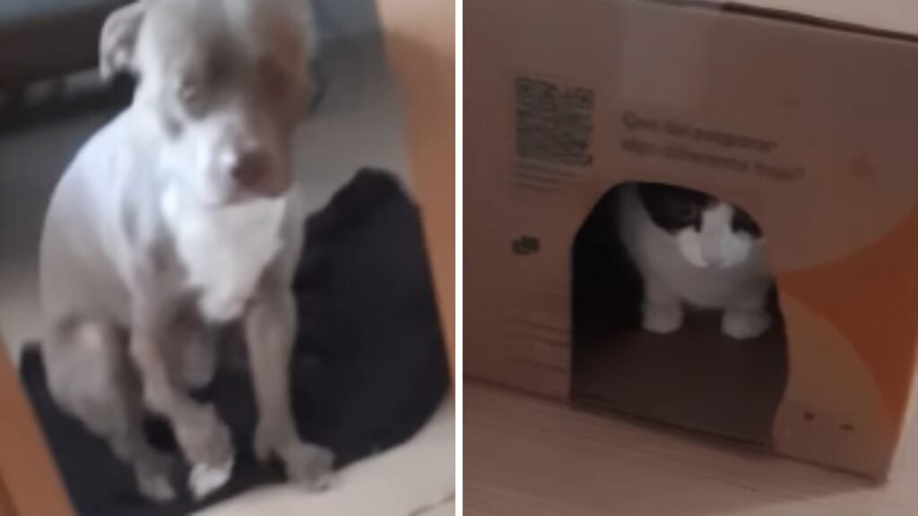 Pit Bull se assusta ao encontrar gata em corredor; veja o vídeo!