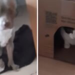 Pit Bull se assusta ao encontrar gata em corredor; veja o vídeo! Pit Bull se assusta ao encontrar gata em corredor; veja o vídeo!