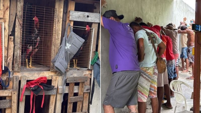 Polícia desmantela rinha de galo em Salvador e resgata 30 animais