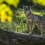 Polícia italiana apura morte de 18 lobos silvestres em mistério