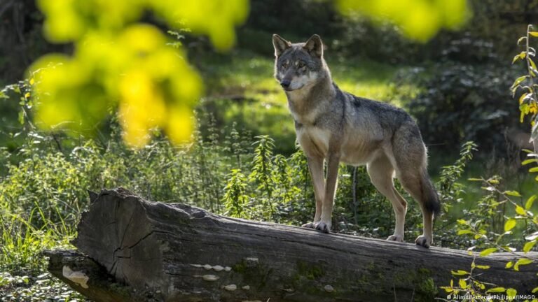Polícia italiana apura morte de 18 lobos silvestres em mistério
