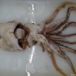 Revolução nos oceanos: a grande descoberta marinha de 2025