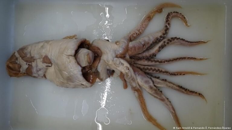 Revolução nos oceanos: a grande descoberta marinha de 2025