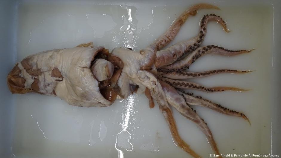 Revolução nos oceanos: a grande descoberta marinha de 2025