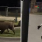 Robó Humanoide Afastará Javalis de Residências na Polônia Robó Humanoide Afastará Javalis de Residências na Polônia