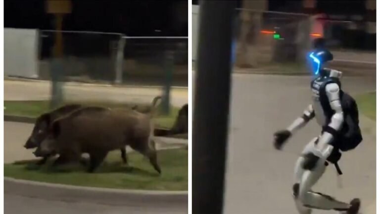 Robó Humanoide Afastará Javalis de Residências na Polônia