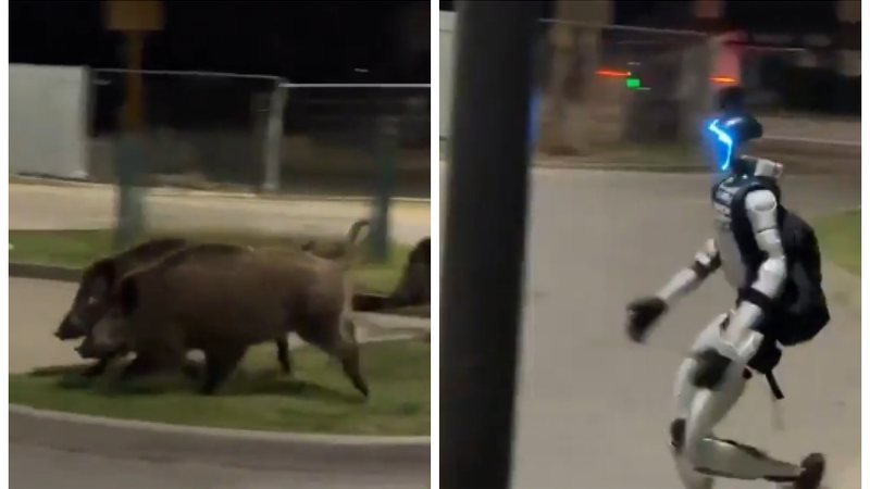 Robó Humanoide Afastará Javalis de Residências na Polônia