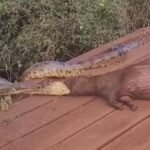 Sucuri captura capivara em vídeo impressionante no MS