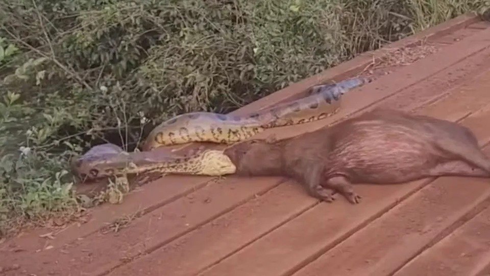 Sucuri arrasta capivara pela cabeça às margens de córrego em MS; VÍDEO