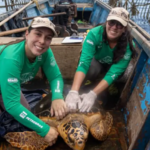 Tartarugas-cabeçudas retornam à Baía de Guanabara em grande número