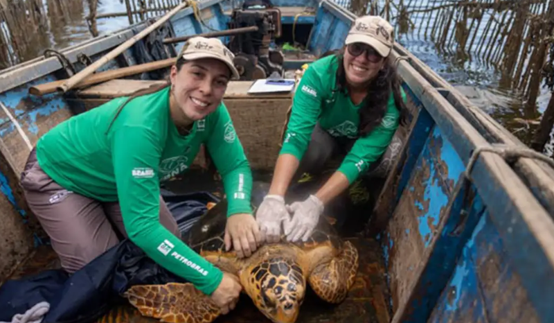 Tartarugas-cabeçudas reaparecem na Baía de Guanabara