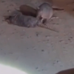 Tatu tenta resgatar companheiro morto em acidente de trânsito