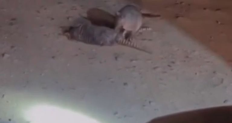 tatu é flagrado ao tentar ajudar parceiro que morreu atropelado