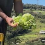 Temporal devasta zona rural de Piedade e afeta produtores locais