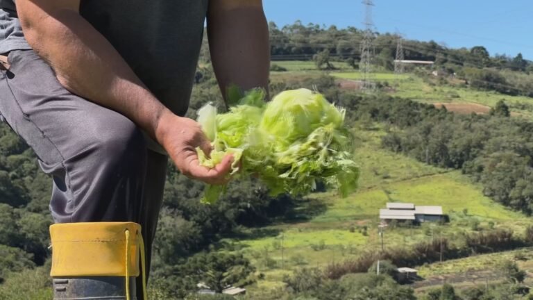 Temporal devasta zona rural de Piedade e afeta produtores locais