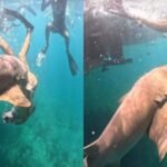Tubarão ataca turista em mergulho; assista ao vídeo chocante