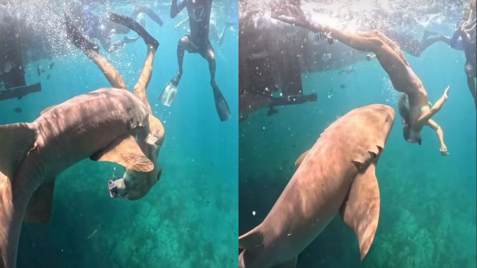 Tubarão ataca turista em mergulho; assista ao vídeo chocante