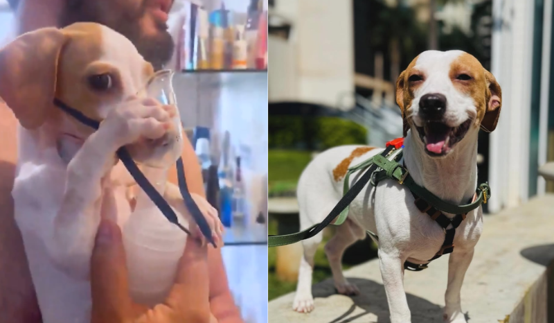 Quem é Tunico e como ele está? Doguinho viraliza ao fazer nebulização; VEJA