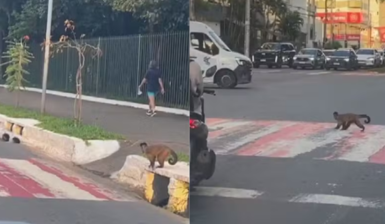 macaco-prego atravessa faixa de pedestres com 'atenção' e viraliza
