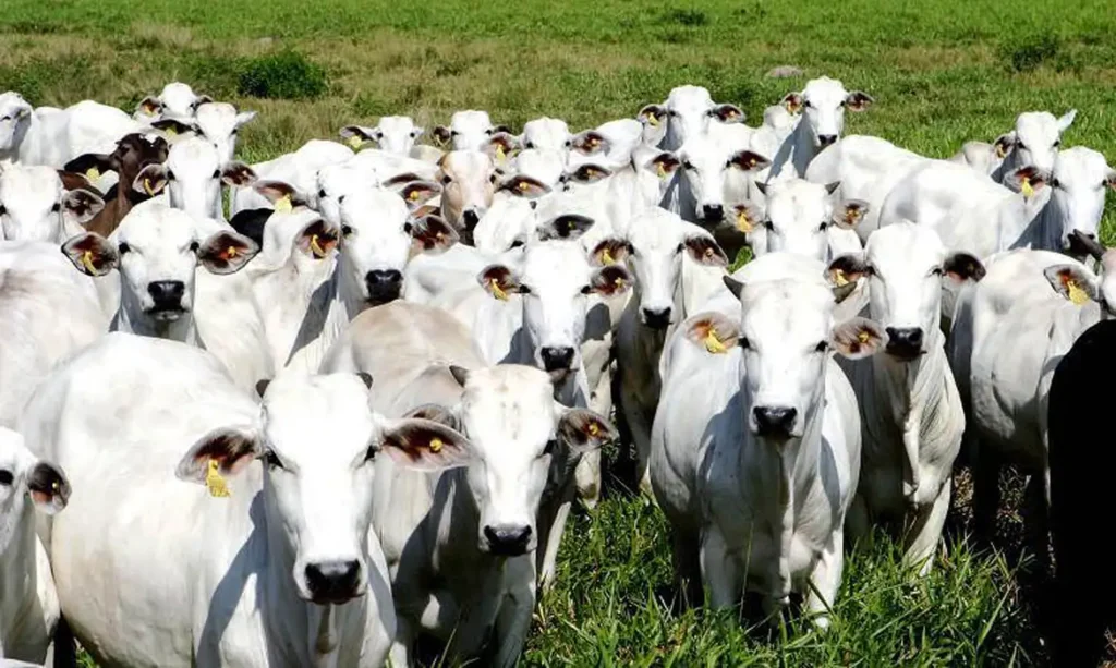 Brasil proíbe uso de antibióticos na criação de animais