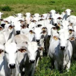 Brasil proíbe uso de antibióticos na criação de animais