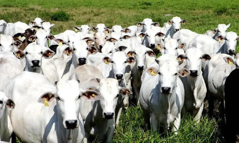 Brasil proíbe uso de antibióticos na criação de animais