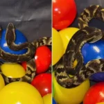 Jararaca surpreende clientes em piscina de bolinhas em SP