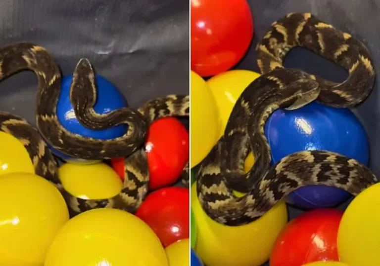 Jararaca surpreende clientes em piscina de bolinhas em SP