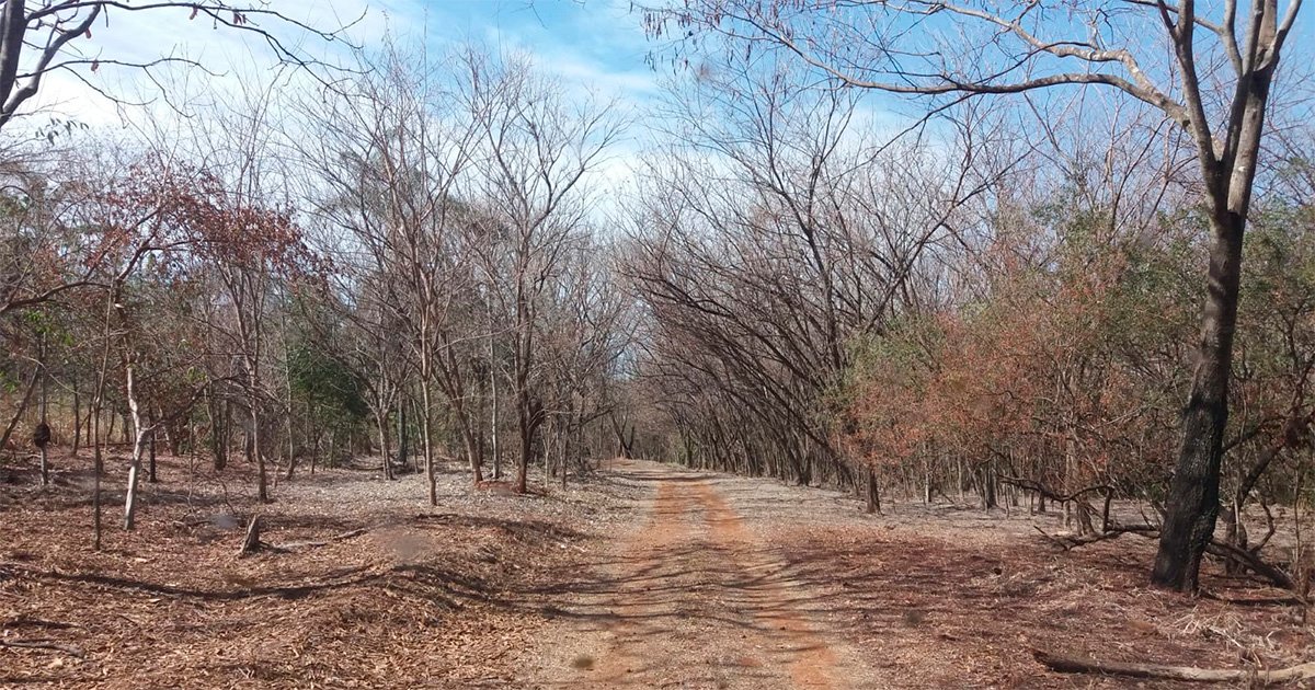 Na imagem estrada de terra com várias árvores secas ao fundo